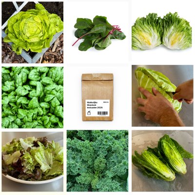 New plant varieties for the 2022 Planty Garden