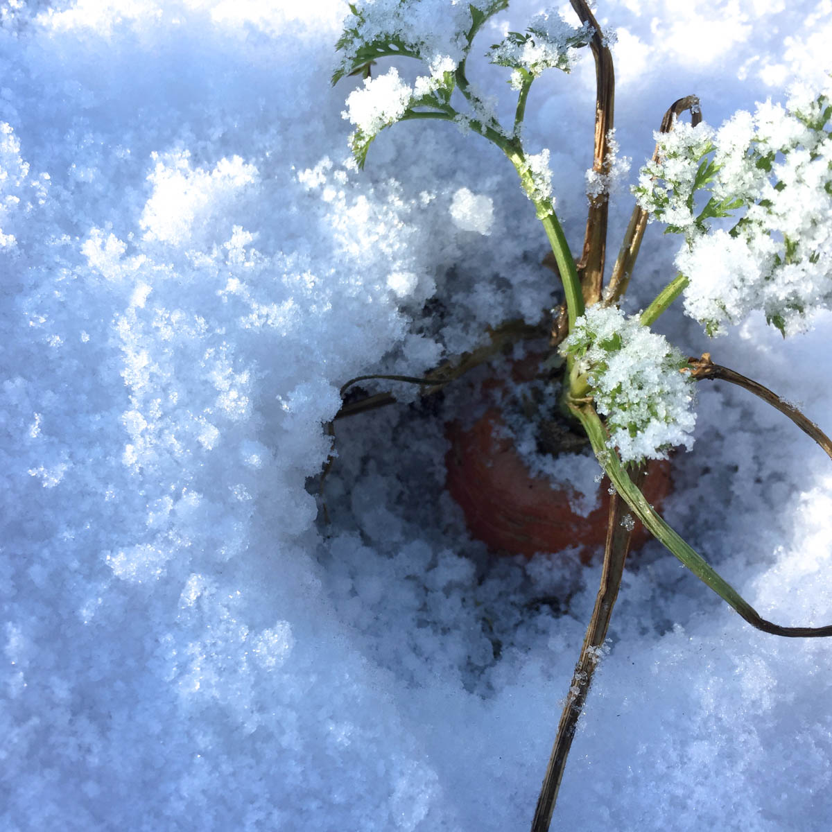 Carrots in the snow in a Planty Garden