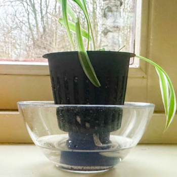 A pot of compost drawing water from a container through a wick
