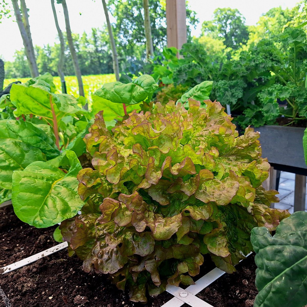 Healthy plants growing in SonjaMM's MM-Hero raised beds with water reservoirs