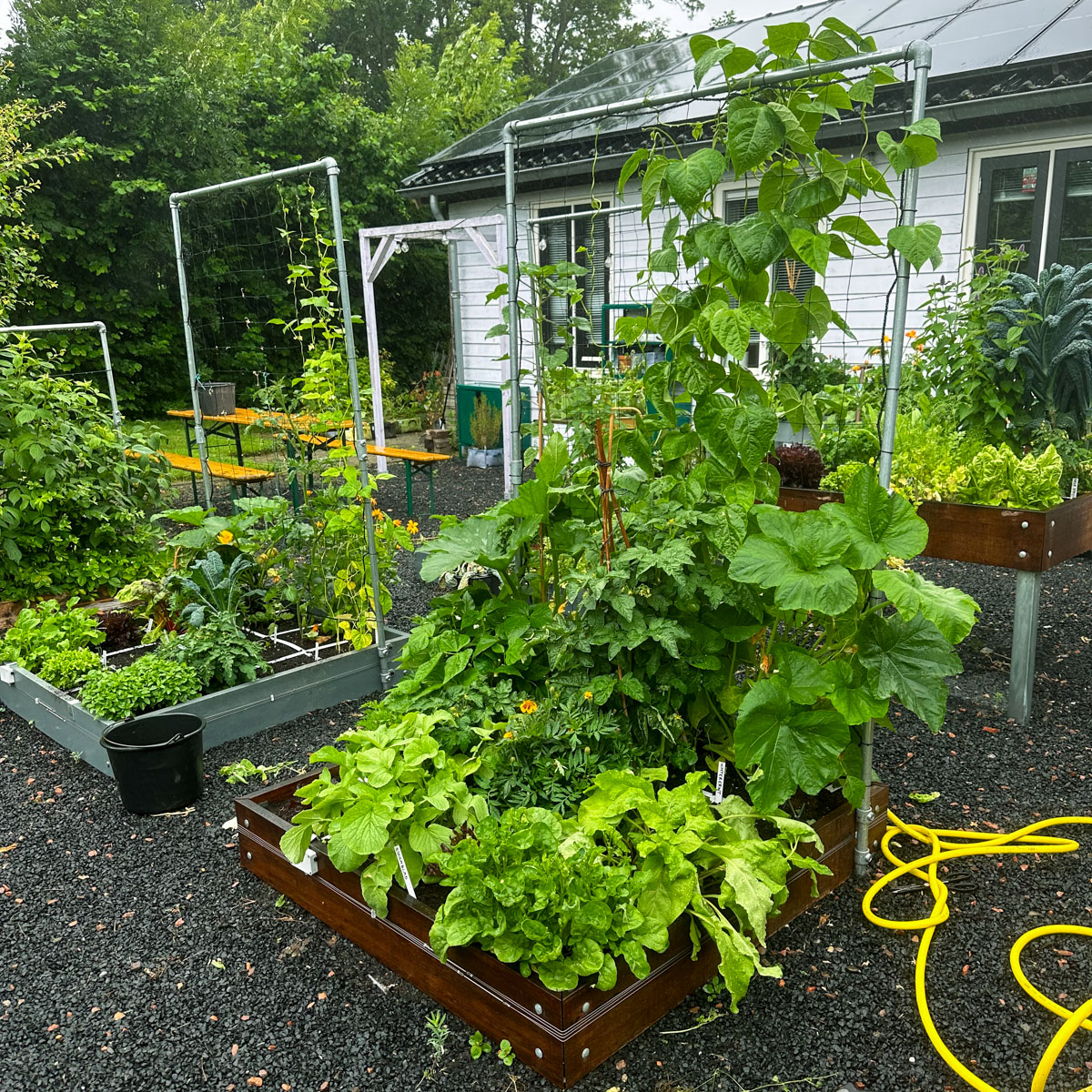 Makkelijke Moestuin raised beds fitted with an electric slug fence