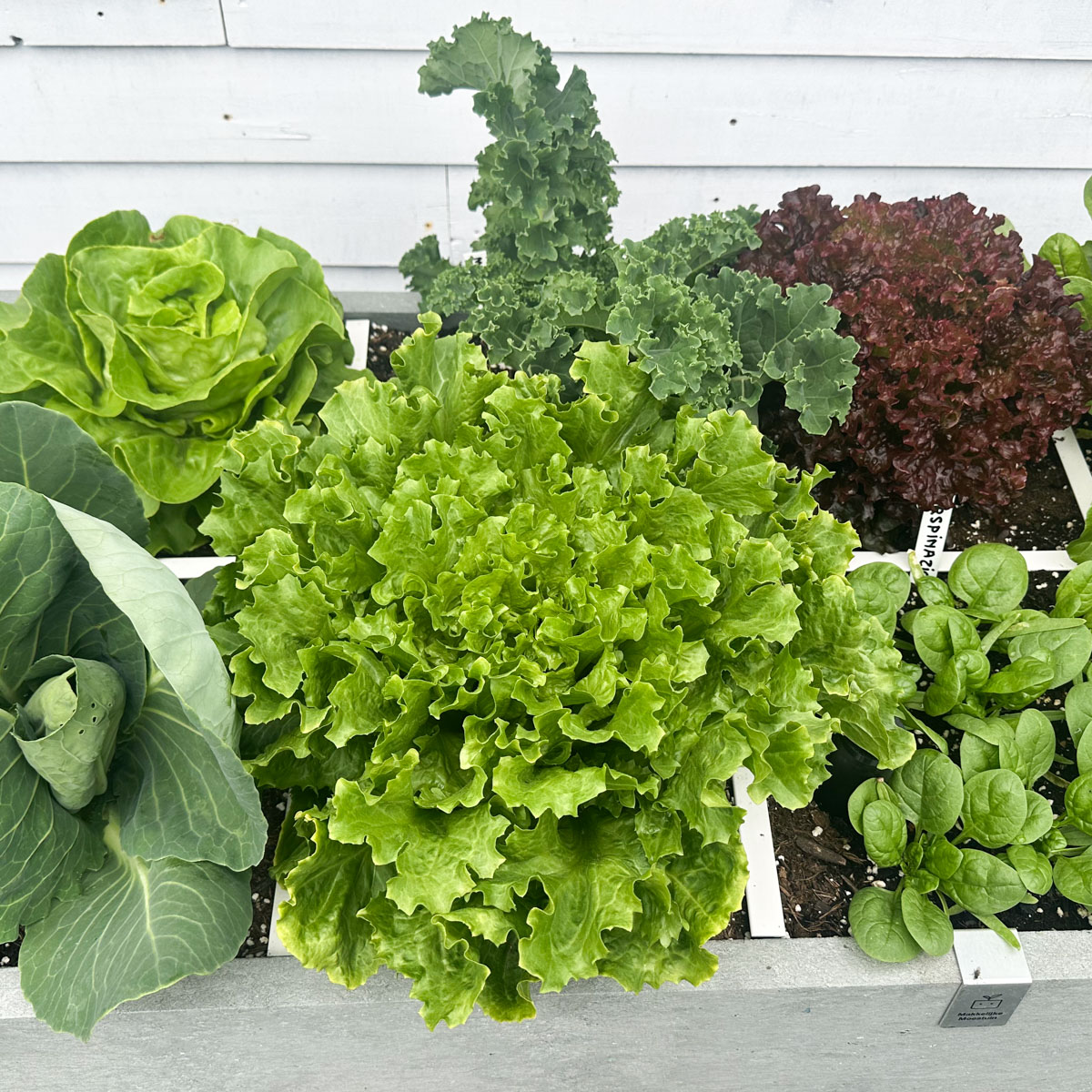 Plants need 6 to 8 hours of sunlight to produce their own nutrients