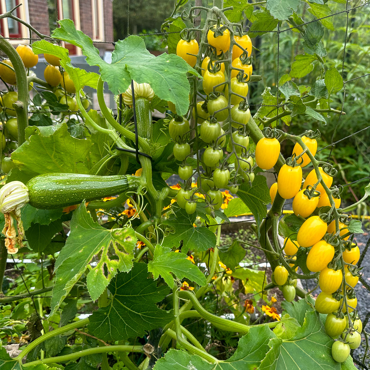 Yellomatoes produce lots of tomatoes when they get enough sun
