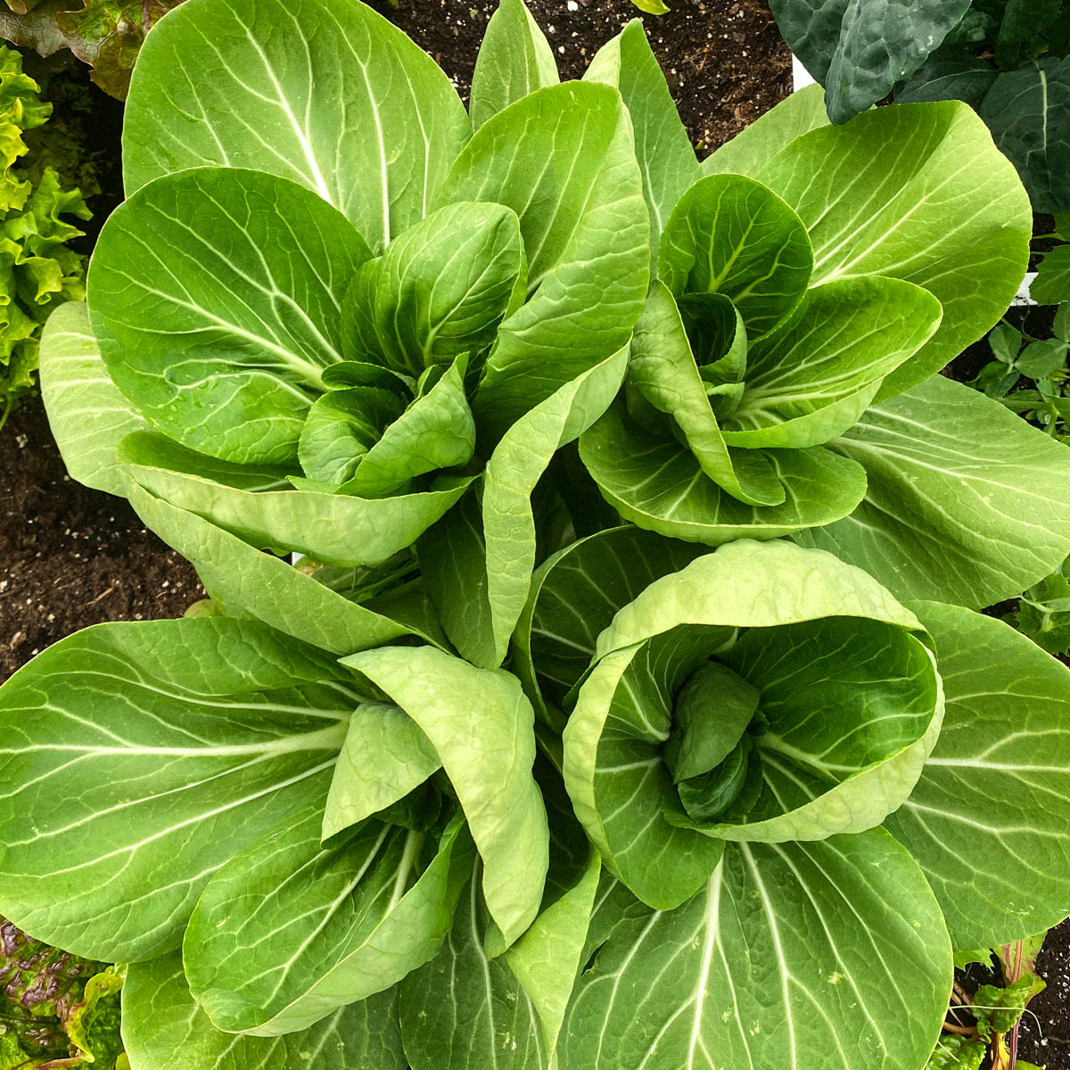 Bok choi in spring