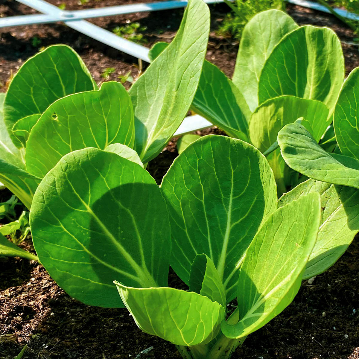 Middelgrote paksoi planten in de Makkelijke Moestuin