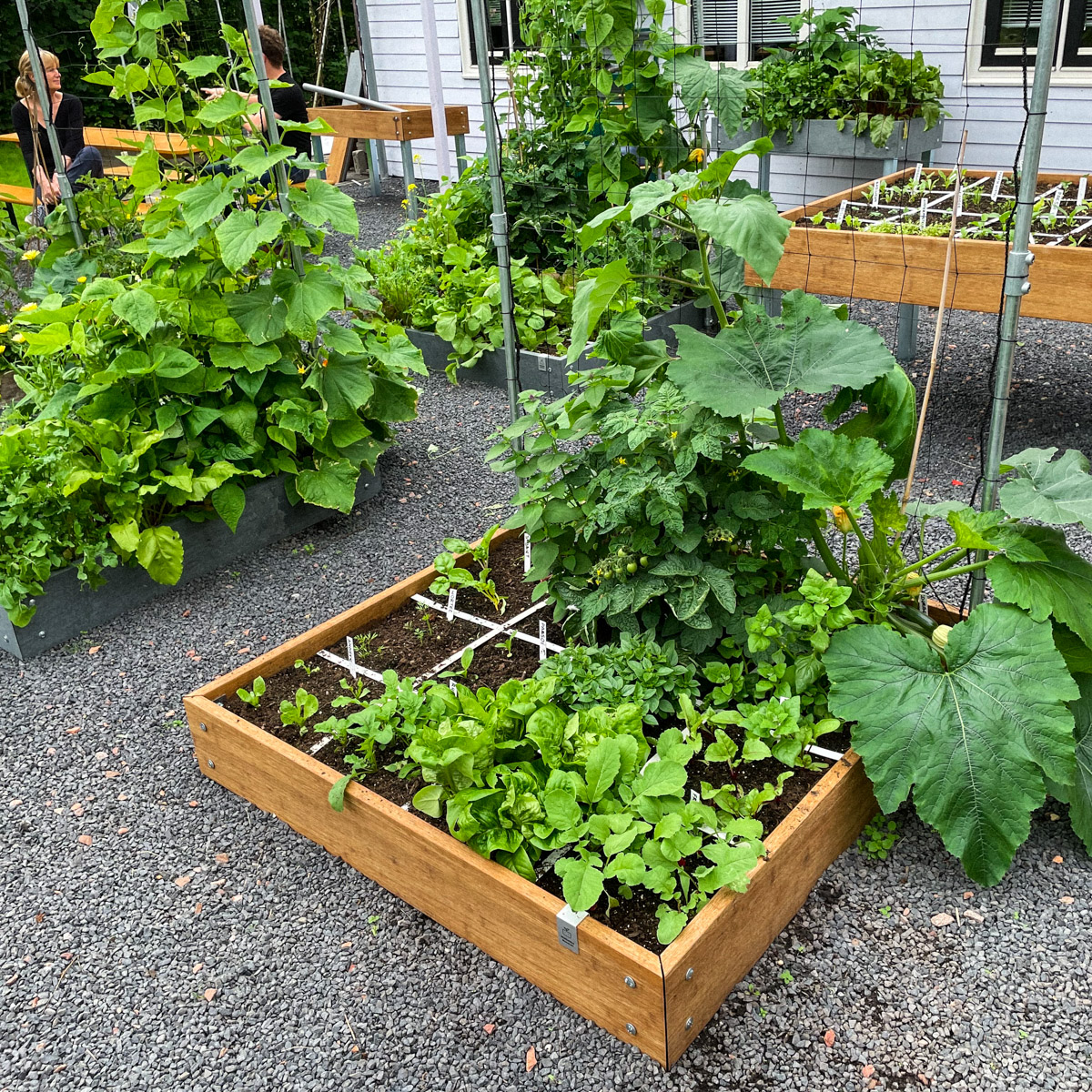 Full garden boxes with healthy plants
