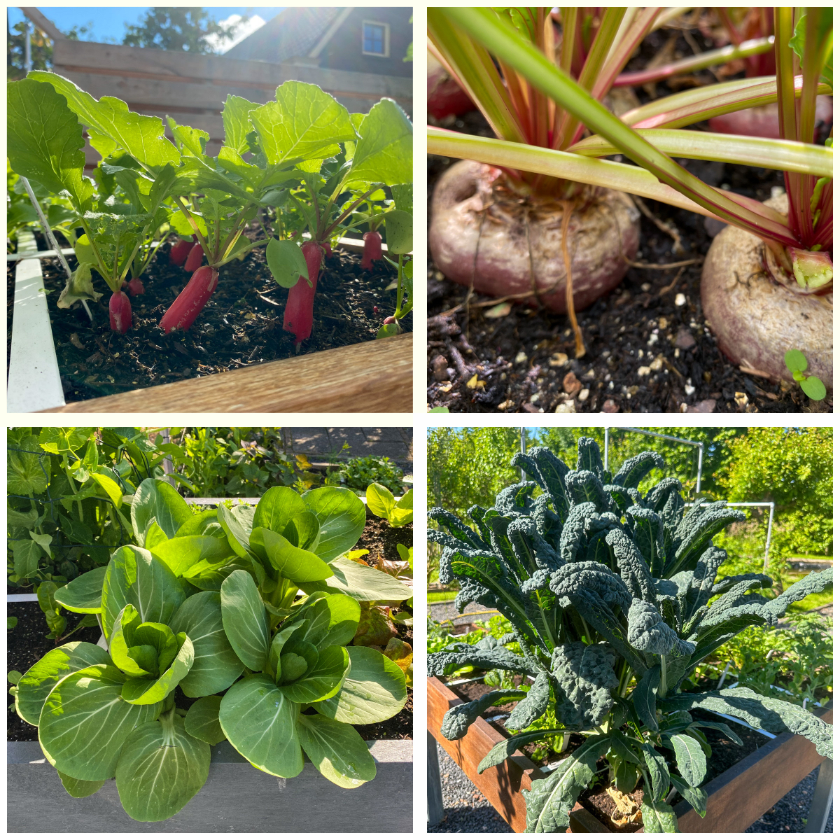 Examples of how many plants fit in one Makkelijke Moestuin square