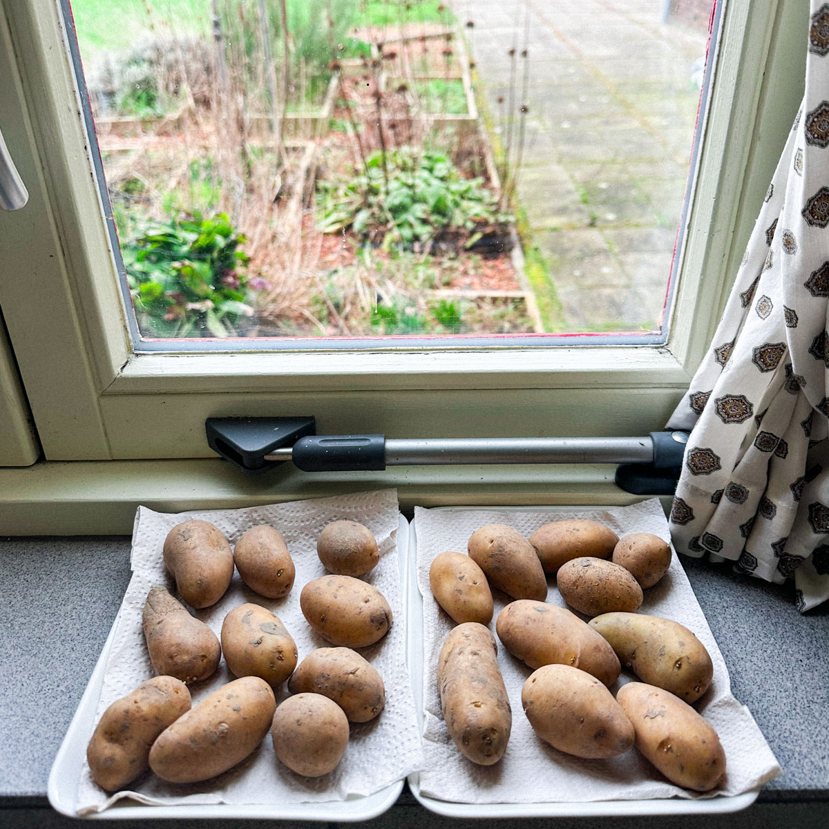 Annabel aardappels op de vensterbank en de borderbakken waar ze straks inkomen.