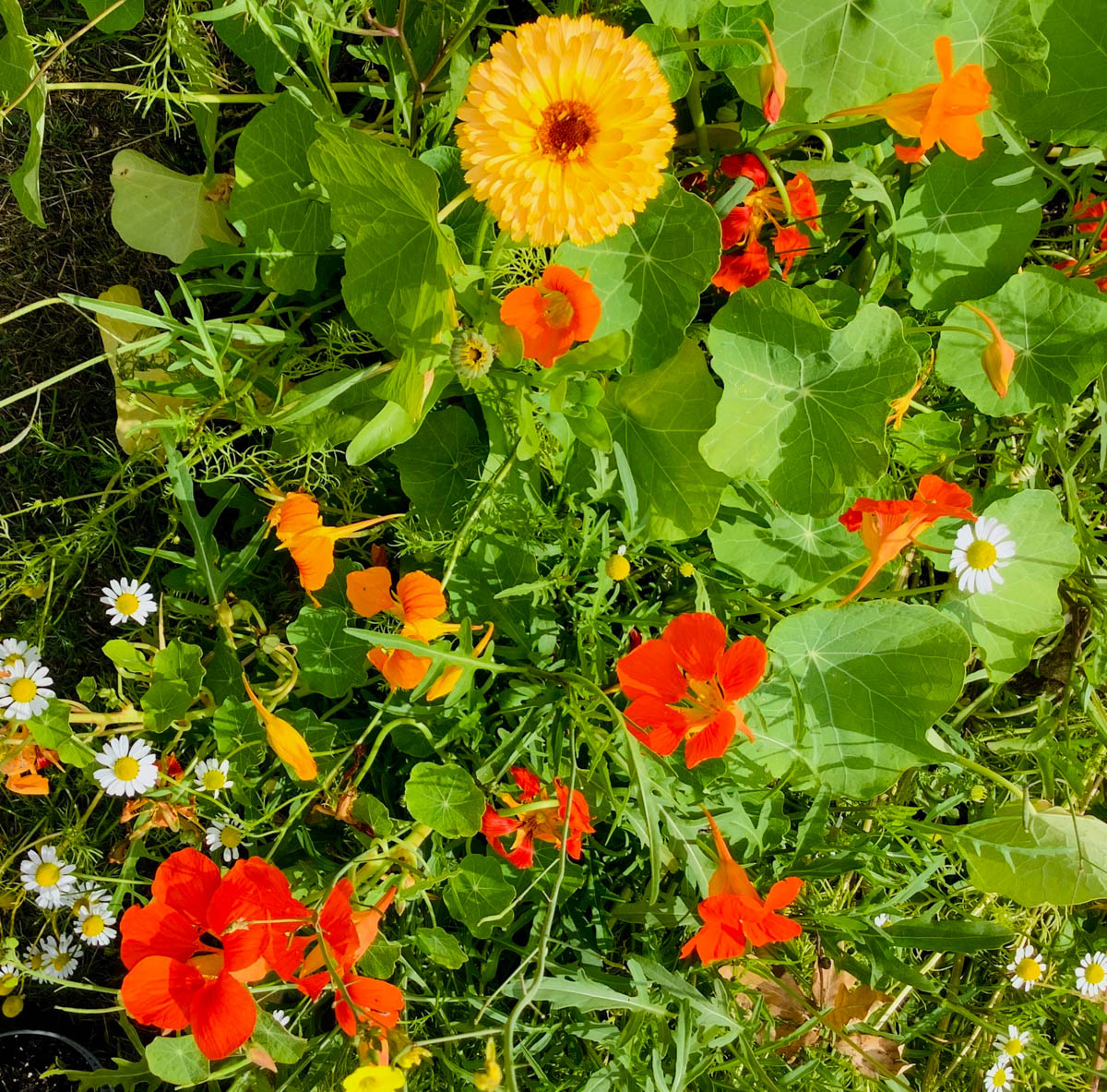 Oost-Indische kers in mijn Makkelijke Moestuinbak