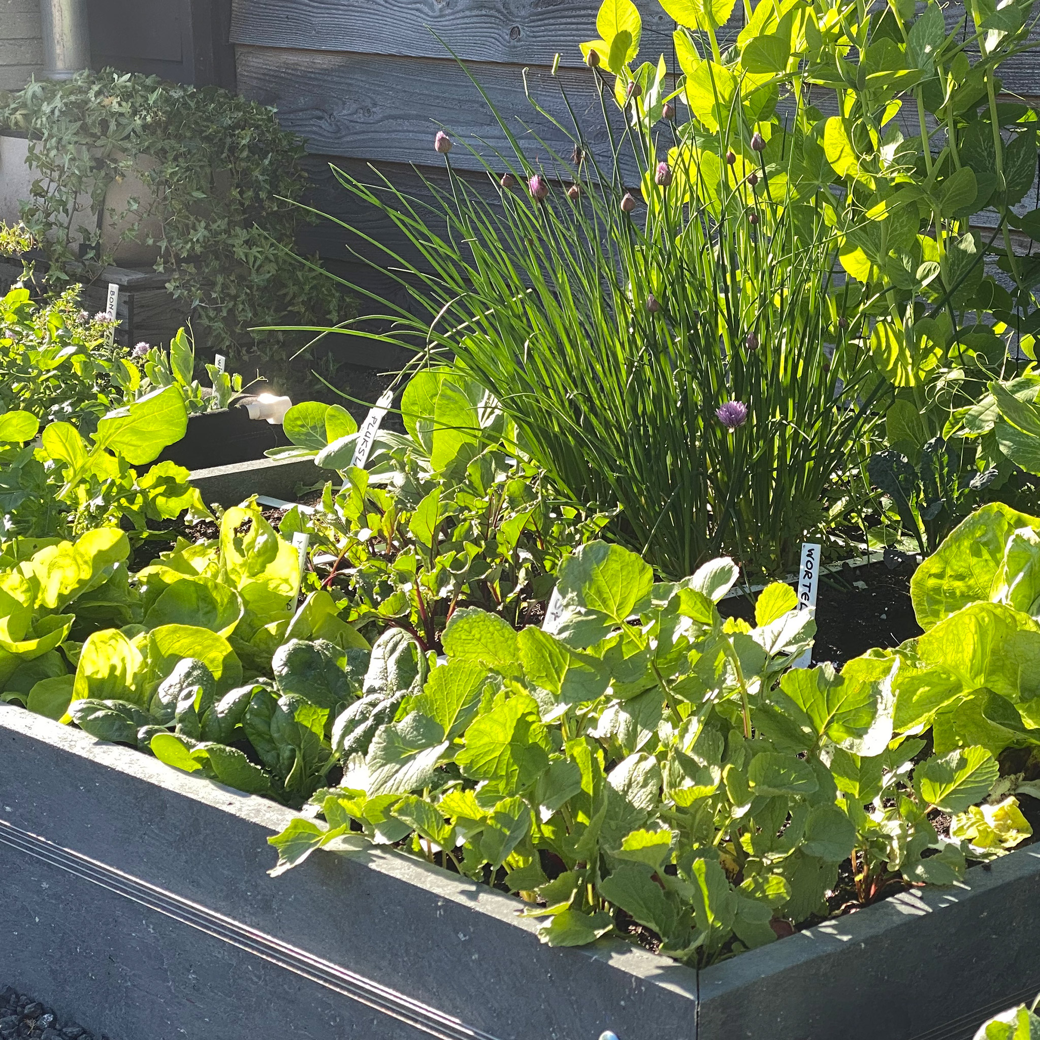 MM-Hero garden box, 16 squares