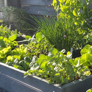 MM-Hero garden box, 16 squares
