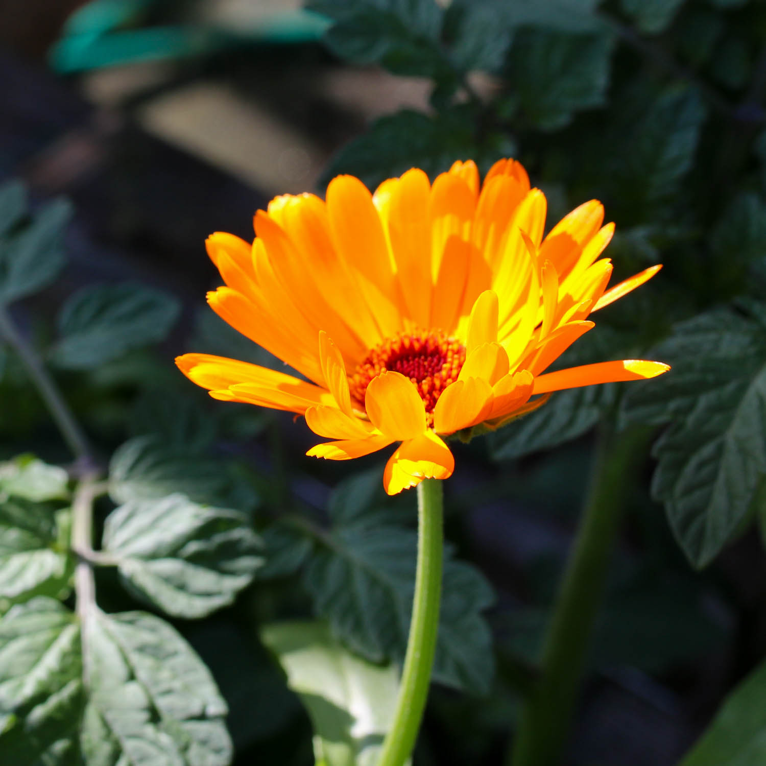 Marigold flowers are beautiful and edible