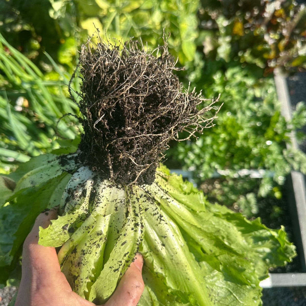 Een kluit met kleine, gezonde wortels aan een andijvieplant