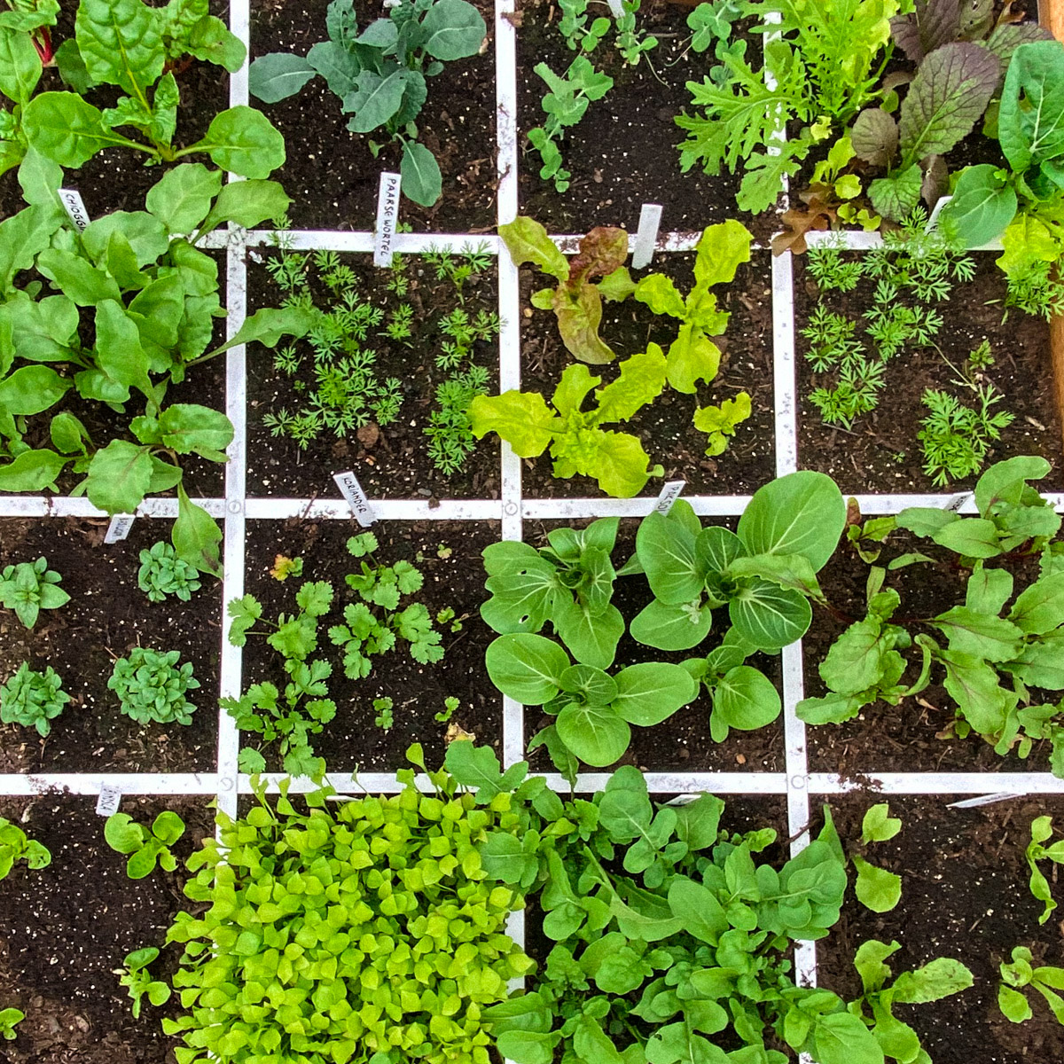 In a 30x30 cm square, all your veggies get just enough space
