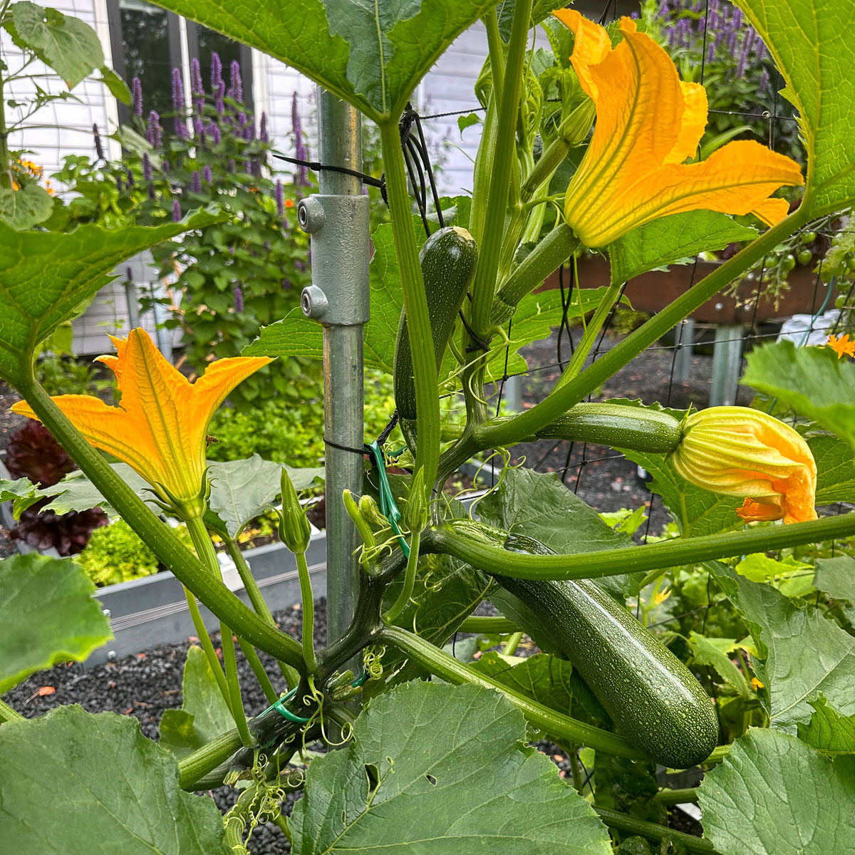 One climbing zucchini fits in 1 square by the trellis