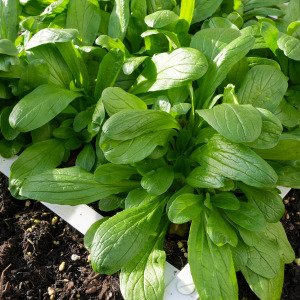 Lamb's lettuce