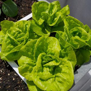 Bibb lettuce