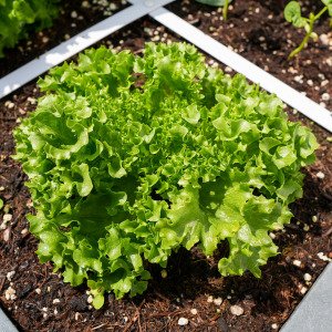 Crystal lettuce