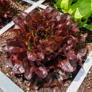 Oakleaf lettuce Pto