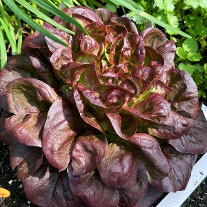 Red Butterleaf lettuce