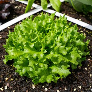 Green Batavia lettuce Pro
