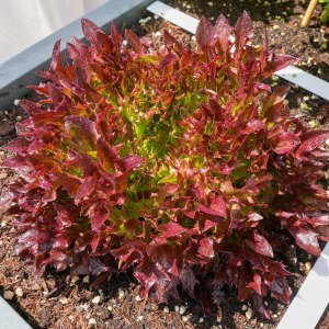 Crispy Red lettuce Pro