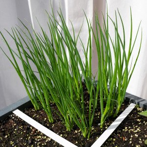 Spring onion