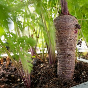 Purple carrot