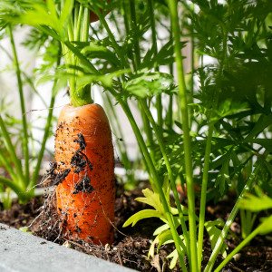 Carrot