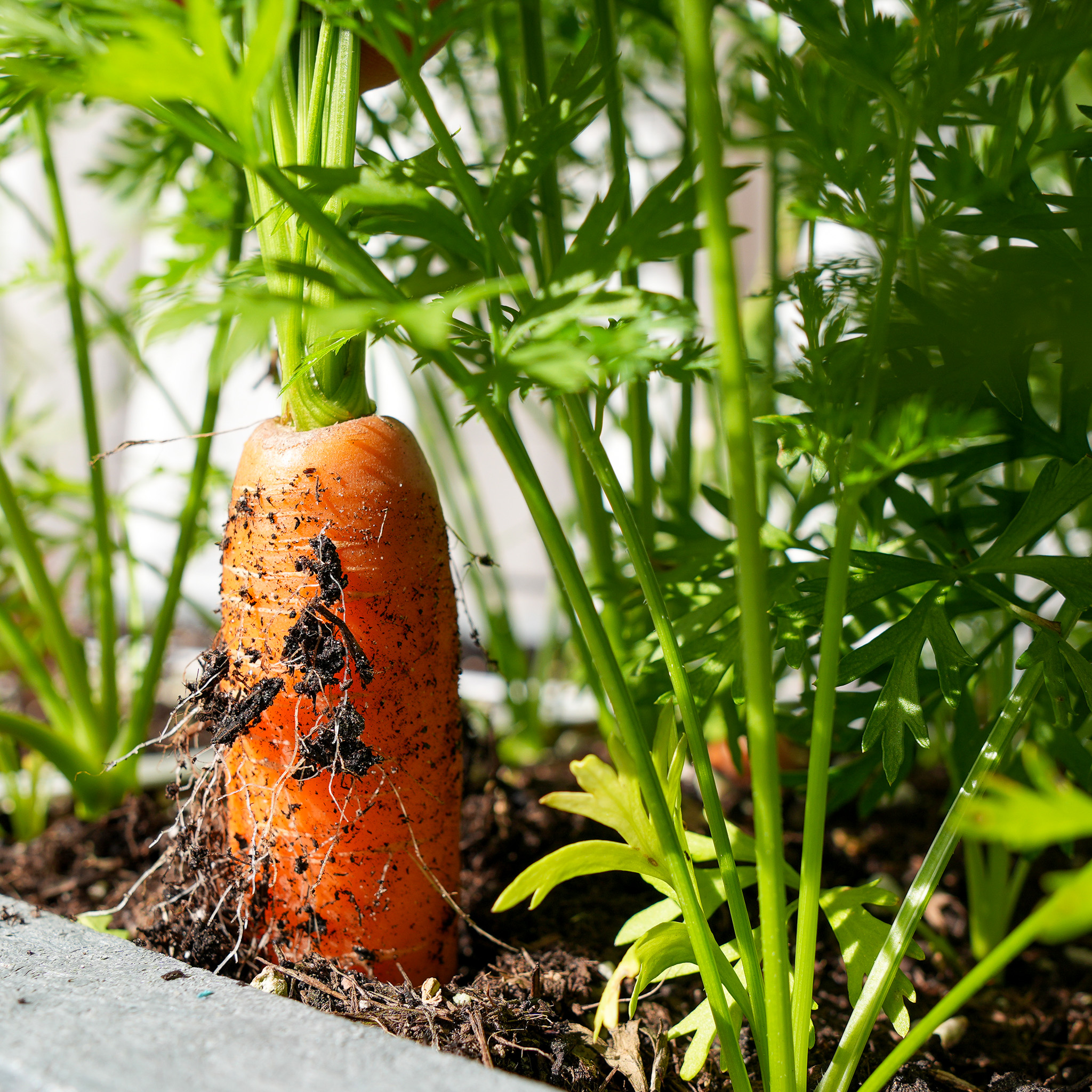 Carrot