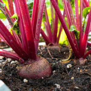 Beet