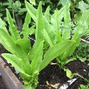 Stem lettuce
