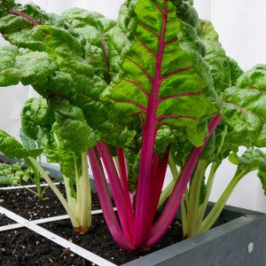 Chard