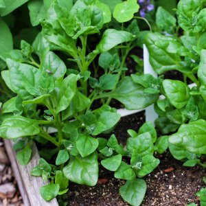NZ spinach