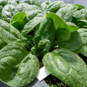 Spinach