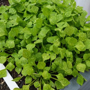 Purslane