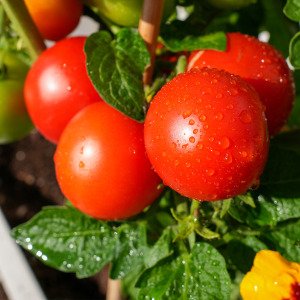 Bush tomato