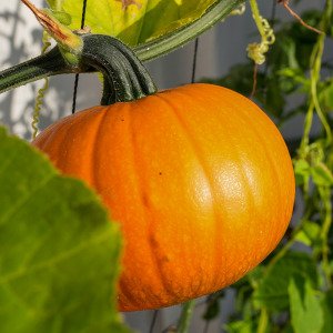 Baby pumpkin