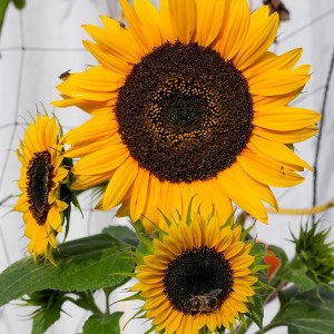 Mini sunflower