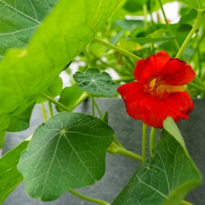 Indian cress