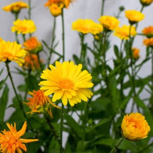 Marigold 