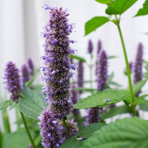 Liquorice mint