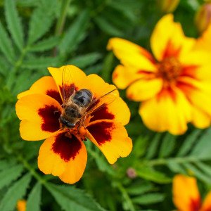 African Marigold