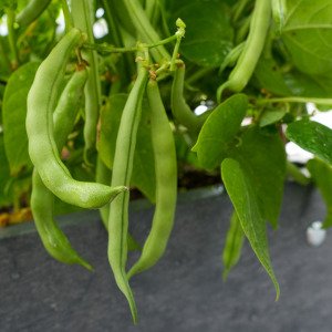Bush bean