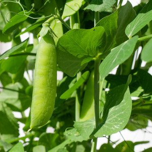 Winter pea