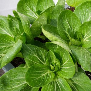 Bok choi