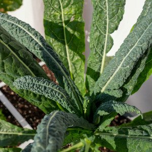 Dino kale