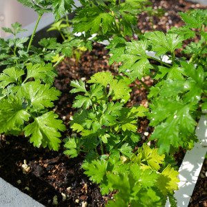 Parsley