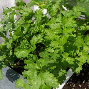 Cilantro