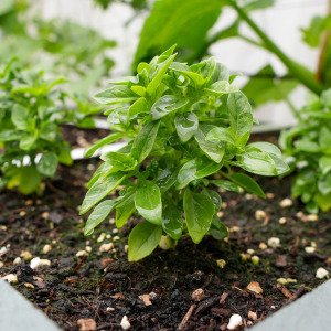 Bush basil